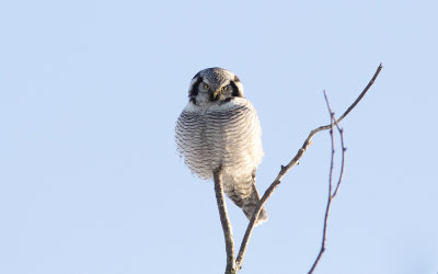 Northern hawk-owl (Surnia ulula) 