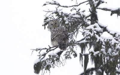 Ural owl (Strix uralensis)