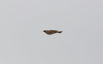 Temminck's lark (Eremophila bilopha)