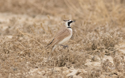 Temminck's lark