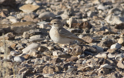 Bar-tailed lark (Ammomanes cinctura)