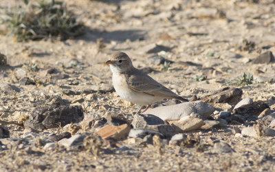 Bar-tailed lark (Ammomanes cinctura)