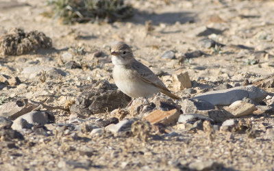 Bar-tailed lark (Ammomanes cinctura)