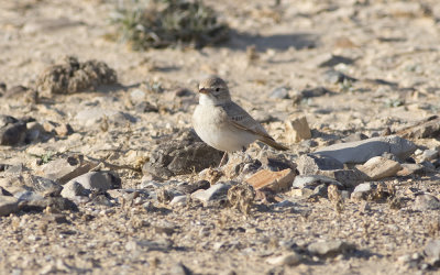 Bar-tailed lark (Ammomanes cinctura)