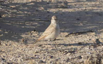 Bar-tailed lark (Ammomanes cinctura)