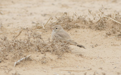 Bar-tailed lark (Ammomanes cinctura)