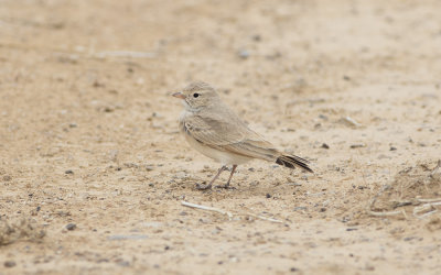 Bar-tailed lark (Ammomanes cinctura)