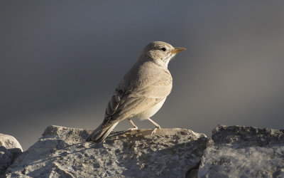 Desert lark