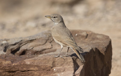Desert lark (Ammomanes deserti)