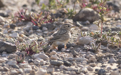 East Canarian lesser short-toed lark (Alaudala rufescens polatzeki)