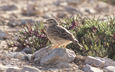 East Canarian lesser short-toed lark (Alaudala rufescens polatzeki)
