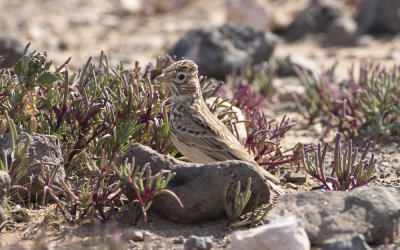 East Canarian lesser short-toed lark (Alaudala rufescens polatzeki)
