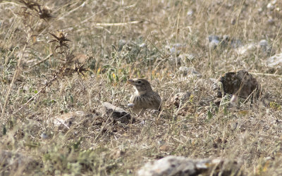 Calandra lark (Melanocorypha calandra)