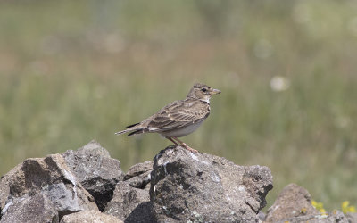 Calandra lark (Melanocorypha calandra)