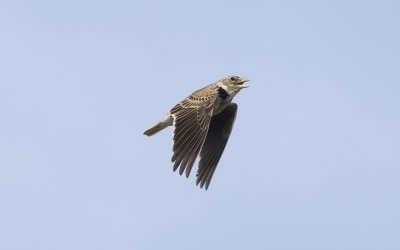 Calandra lark (Melanocorypha calandra)