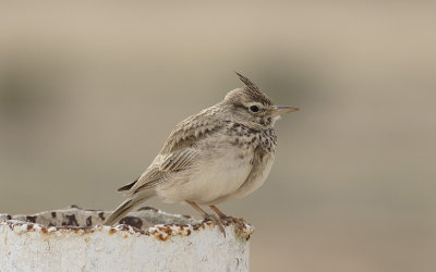 Crested lark
