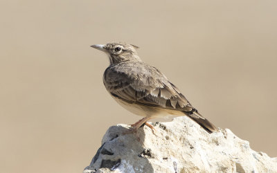 Crested lark (Galerida cristata)