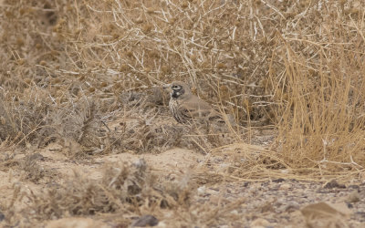  Thick-billed lark (Ramphocoris clotbey)