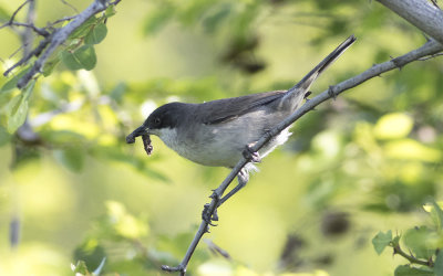 Eastern Orphean warbler