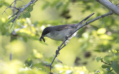 Eastern Orphean warbler (Sylvia crassirostris)