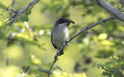 Eastern Orphean warbler (Sylvia crassirostris)