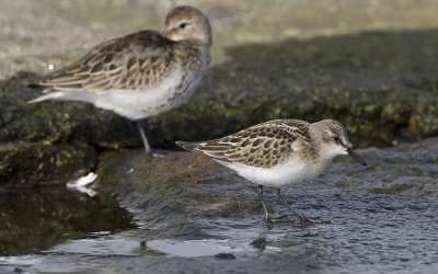 Little stint (Calidris minuta)