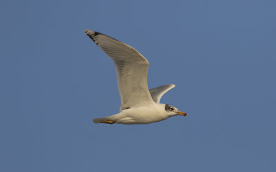 Pallas's gull (Ichthyaetus ichthyaetus)