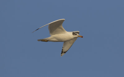 Pallas's gull (Ichthyaetus ichthyaetus)