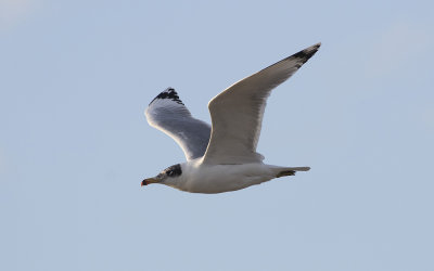 Pallas's gull (Ichthyaetus ichthyaetus)