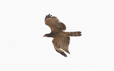 Crested honey buzzard (Pernis ptilorhynchus)