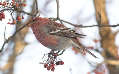 Pine grosbeak (Pinicola enucleator)