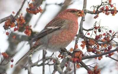 Pine grosbeak (Pinicola enucleator)