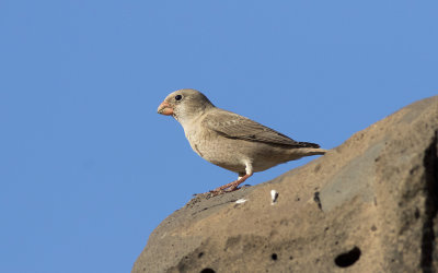 Trumpeter finch