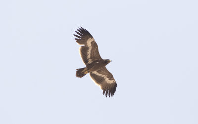 Steppe eagle (Aquila nipalensis)