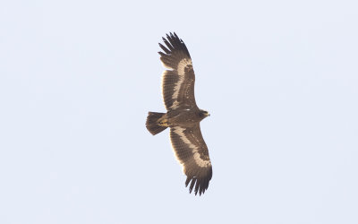 Steppe eagle (Aquila nipalensis)