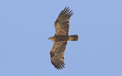 Steppe eagle (Aquila nipalensis)