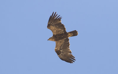 Steppe eagle (Aquila nipalensis)