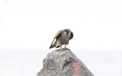 Peregrine falcon (Falco peregrinus)
