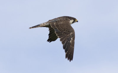 Peregrine falcon (Falco peregrinus)