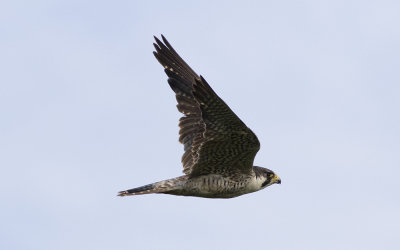 Peregrine falcon (Falco peregrinus)