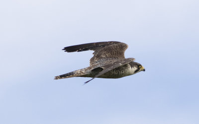 Peregrine falcon (Falco peregrinus)