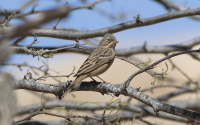 Cretzschmar's bunting (Emberiza caesia)