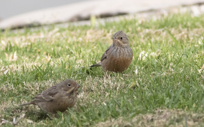Cretzschmar's bunting (Emberiza caesia)