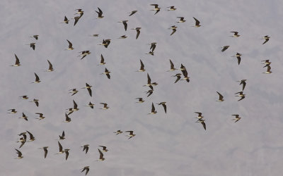 Collared pratincole (Glareola pratincola)
