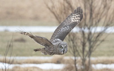 Great gray owl (Strix nebulosa)