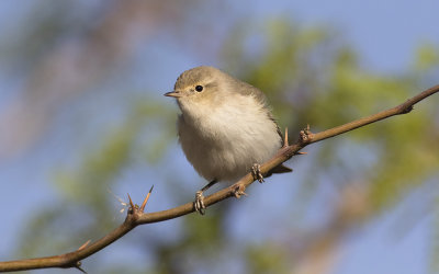 Eastern Bonelli's warbler (Phylloscopus orientalis)