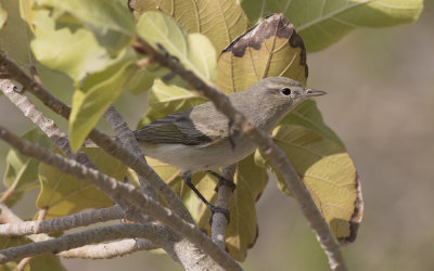 Eastern Bonelli's warbler (Phylloscopus orientalis)