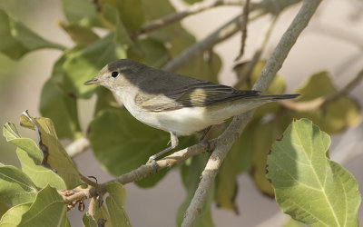 Eastern Bonelli's warbler (Phylloscopus orientalis)