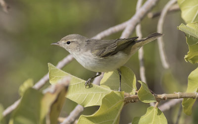 Eastern Bonelli's warbler (Phylloscopus orientalis)