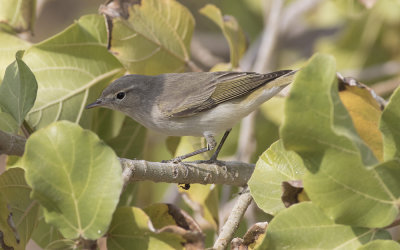 Eastern Bonelli's warbler (Phylloscopus orientalis)